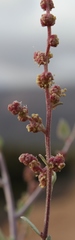 Atriplex vestita