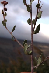 Atriplex vestita