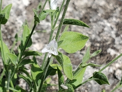 Carlowrightia texana