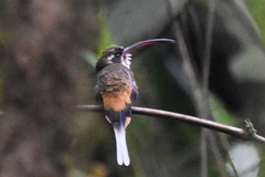 Phaethornis syrmatophorus