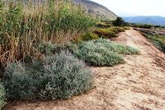 Atriplex vestita