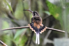 Phaethornis syrmatophorus