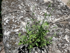 Carlowrightia texana