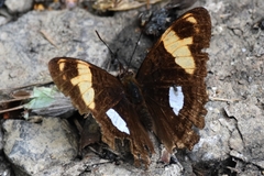 Adelpha justina