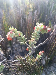 Hermannia trifoliata
