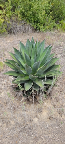 Agave shawii