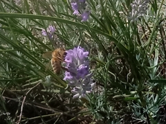 Apis mellifera