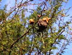 Cephalotelium macowanianum