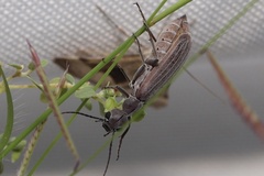 Epicauta tenuilineata