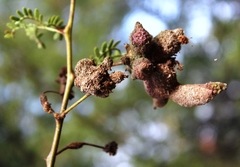 Cephalotelium macowanianum