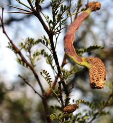 Cephalotelium macowanianum