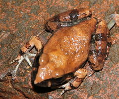 Tomopterna natalensis