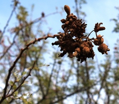 Cephalotelium macowanianum