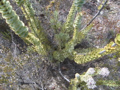 Paranomus spathulatus