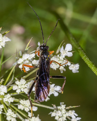 Exetastes fornicator nervulus