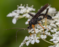 Exetastes fornicator nervulus