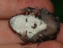 Tomopterna natalensis