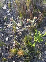 Hermannia trifoliata
