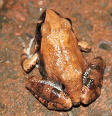 Tomopterna natalensis