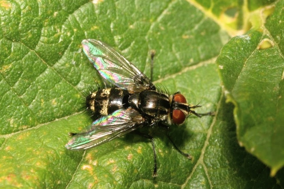Nemorilla floralis