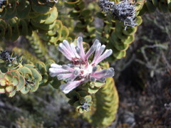 Paranomus spathulatus