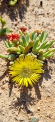 Cheiridopsis rostrata