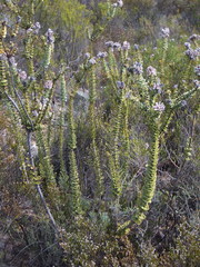 Paranomus spathulatus