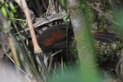 Synallaxis brachyura