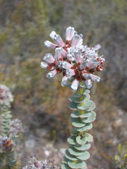 Paranomus spathulatus