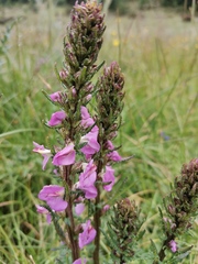 Pedicularis mexicana