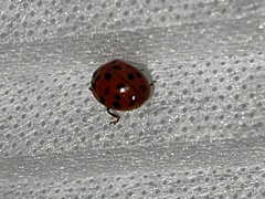 Harmonia axyridis