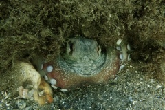 Octopus vulgaris