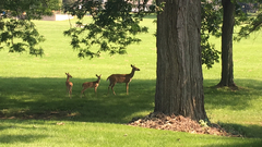 Odocoileus virginianus