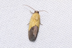 Ponometia bicolorata