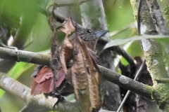 Thripadectes virgaticeps