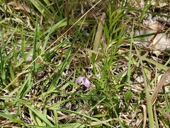 Rhinotropis nitida tamaulipana
