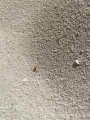 Gecarcinus lateralis