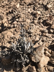 Hartmanthus pergamentaceus