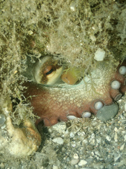 Octopus vulgaris