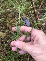 Crotalaria purshii