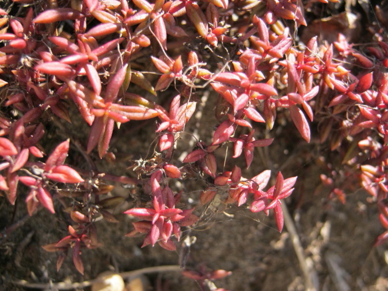 Sedum expansum (Dryand.) Kuntze 3