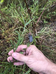 Crotalaria purshii