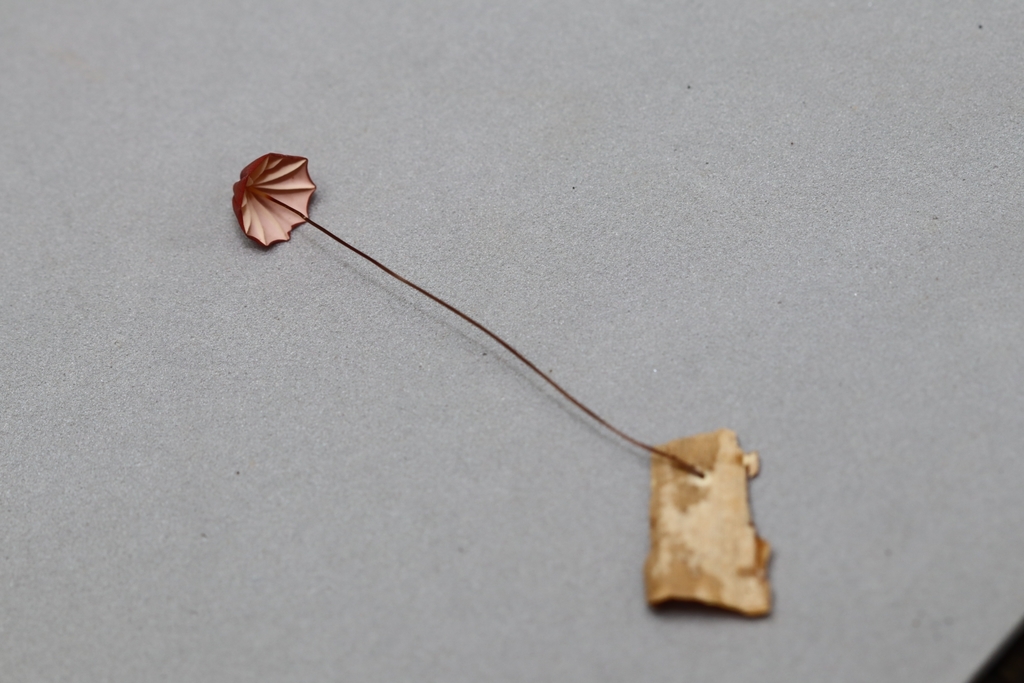 Marasmius haematocephalus · August 2021 · photo: © biomartita (iNaturalist, cc-by)