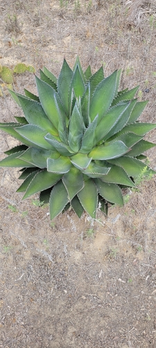 Agave shawii