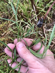 Crotalaria purshii