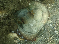 Octopus vulgaris