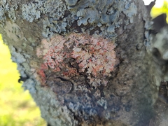Marchandiomyces corallinus