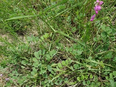 Tephrosia lindheimeri