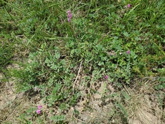 Tephrosia lindheimeri