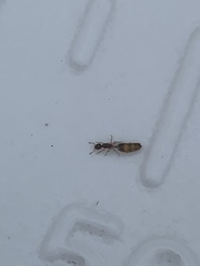 Formicoidea